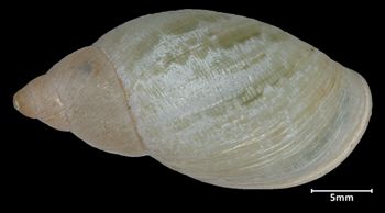 Media type: image;   Malacology 72766 Aspect: dorsal
